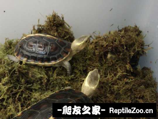 234348oesce8oe5uicecry.jpg