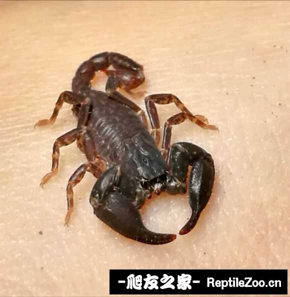 display_picture.php?url=http%3A%2F%2Fimgsa.baidu.com%2Fforum%2Fw%253D580%2Fsign%3D9d59765b7f8b4710ce2ffdc4f3cfc3b2%2Fbca32d3fb80e7bec731f8d9b222eb9389a506b21.jpg