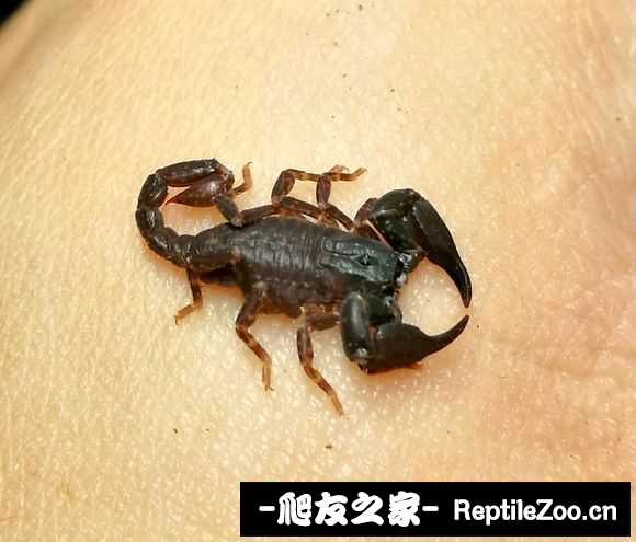display_picture.php?url=http%3A%2F%2Fimgsa.baidu.com%2Fforum%2Fw%253D580%2Fsign%3Ddaa077f56181800a6ee58906813433d6%2F43fe1c385343fbf2b9e92859bd7eca8064388f21.jpg
