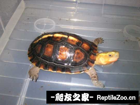 234546vrhxrr9cpxluv9uc.jpg