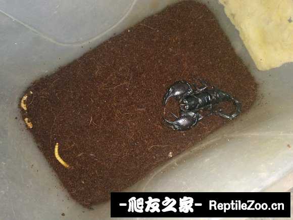 display_picture.php?url=http%3A%2F%2Fimgsa.baidu.com%2Fforum%2Fw%253D580%2Fsign%3D826e314d3dadcbef01347e0e9cae2e0e%2F947da5ec8a136327301ccaba9d8fa0ec0afac7ec.jpg