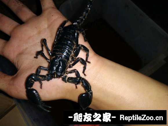 display_picture.php?url=http%3A%2F%2Fimgsa.baidu.com%2Fforum%2Fw%253D580%2Fsign%3D6341f45319ce36d3a20483380af13a24%2F5f1646ed2e738bd48be8bab8ad8b87d6257ff994.jpg