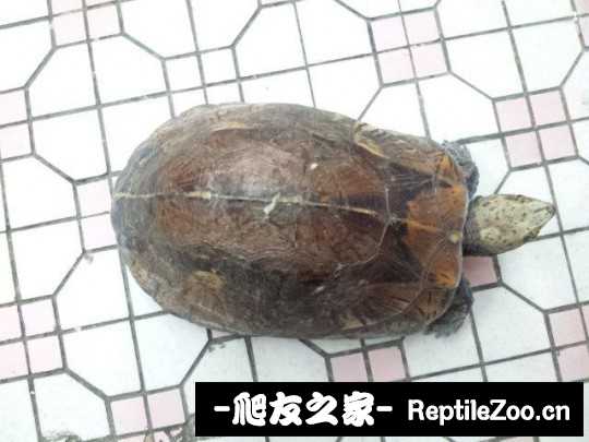 235058s10ozbg7c1w0gm11.jpg