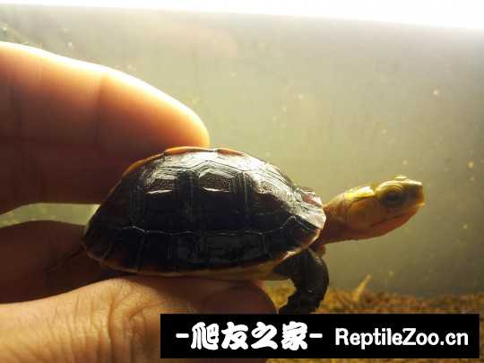 235217uytcbta6agt166xv.jpg