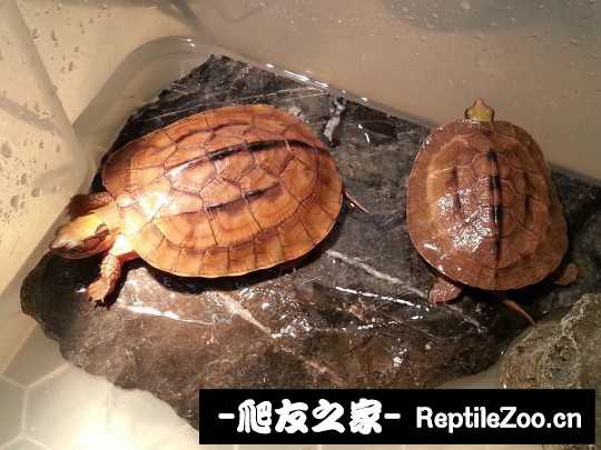 235340pb8zbal4q4r78r2j.jpg