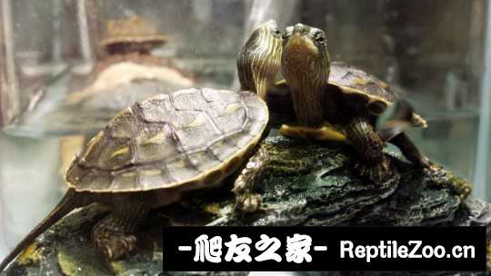 235345sxydxy20yeyhsebx.jpg