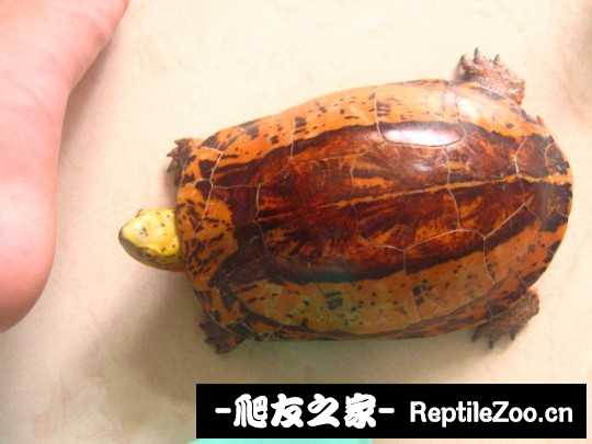 235412sul4utkv6suk4pku.jpg