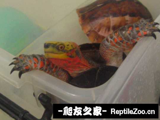 235414ysxqhyx0ztrqdsom.jpg