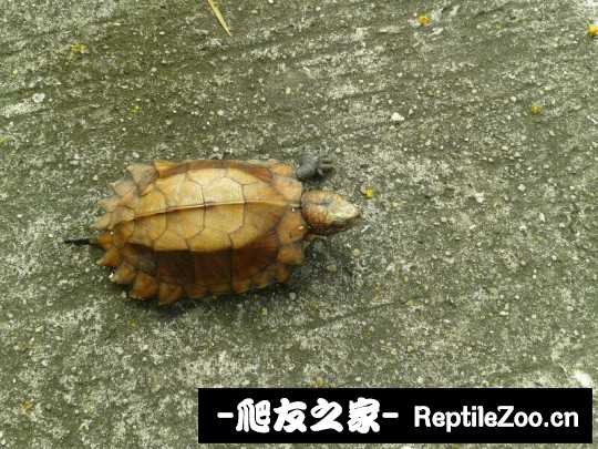 235422tjotzjbtnnxsdmo8.jpg
