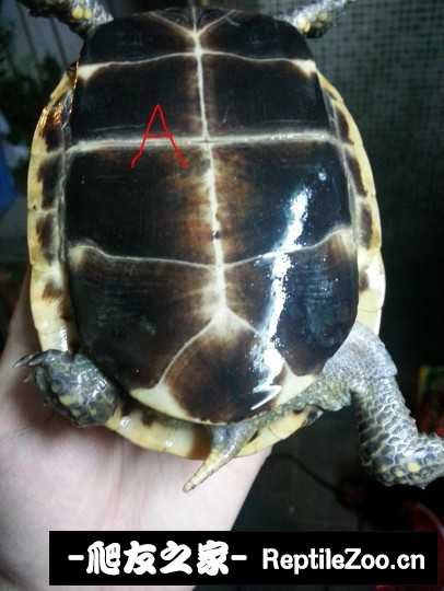 235503ncbgglbczczccf1b.jpg