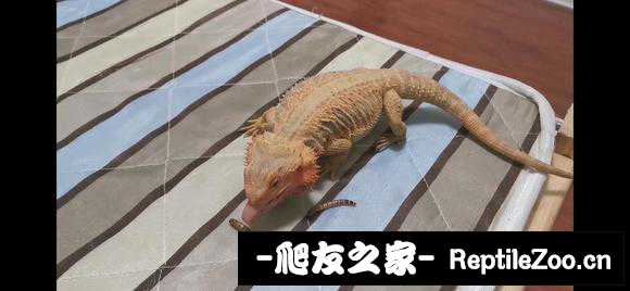 000054tddzwebf3eodld50.jpg