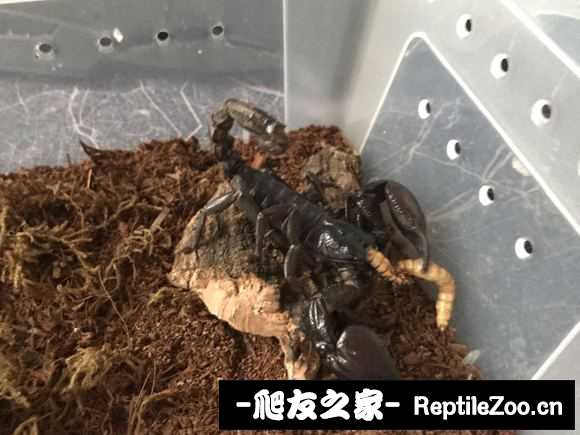 display_picture.php?url=http%3A%2F%2Fimgsa.baidu.com%2Fforum%2Fw%253D580%2Fsign%3Db5c43dedda62853592e0d229a0ee76f2%2F8c559c529822720e2267a5e574cb0a46f31faba2.jpg
