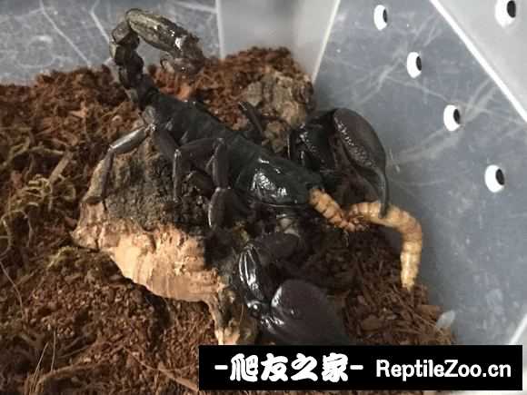 display_picture.php?url=http%3A%2F%2Fimgsa.baidu.com%2Fforum%2Fw%253D580%2Fsign%3D490ed2c307fa513d51aa6cd60d6c554c%2F8a11032442a7d9331014a36ca24bd11372f00197.jpg