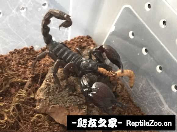 display_picture.php?url=http%3A%2F%2Fimgsa.baidu.com%2Fforum%2Fw%253D580%2Fsign%3D796d7ad55e3d26972ed3085565fab24f%2F8a864ea7d933c89508c2df64de1373f083020097.jpg