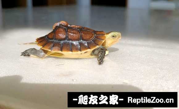 000208y2rzt9l6k16jol6l.jpg