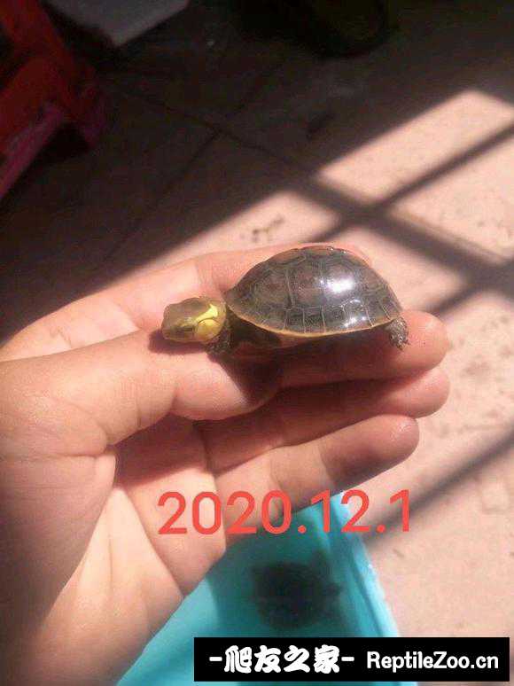 000219q2owsmpsbhazm52m.jpg