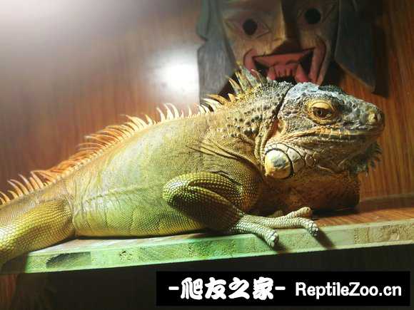 001018gkdppq7hc09dvk3o.jpg