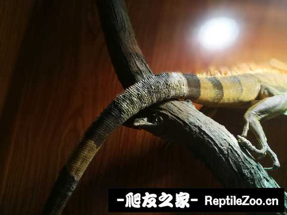 001026agq1cproe5ogqcqq.jpg