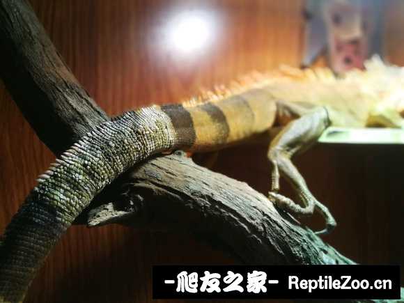 001028psetz5azadnseg4x.jpg