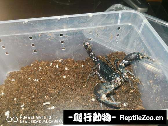 display_picture.php?url=http%3A%2F%2Fimgsa.baidu.com%2Fforum%2Fw%253D580%2Fsign%3D6fc7d0550c4f78f0800b9afb49310a83%2F05a815d8bc3eb135a7d0f9baa91ea8d3fd1f443a.jpg