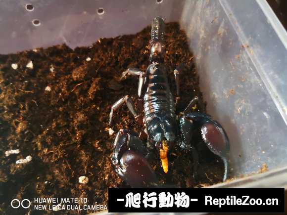display_picture.php?url=http%3A%2F%2Fimgsa.baidu.com%2Fforum%2Fw%253D580%2Fsign%3D9129e974d988d43ff0a991fa4d1ed2aa%2F1ef243c2d562853588f79c209fef76c6a7ef633a.jpg