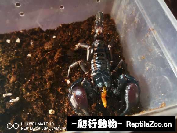 display_picture.php?url=http%3A%2F%2Fimgsa.baidu.com%2Fforum%2Fw%253D580%2Fsign%3D6588382762224f4a5799731b39f69044%2Ff6528e025aafa40f9c8880dca464034f79f01983.jpg