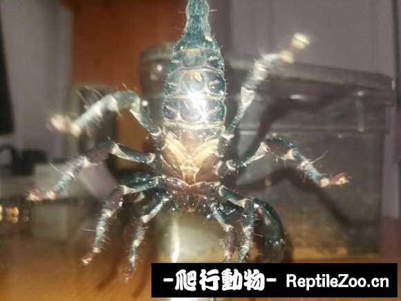 display_picture.php?url=http%3A%2F%2Fimgsa.baidu.com%2Fforum%2Fw%253D580%2Fsign%3Df9808eb43e4e251fe2f7e4f09787c9c2%2F24e6a1345982b2b76816154a3fadcbef74099bd1.jpg