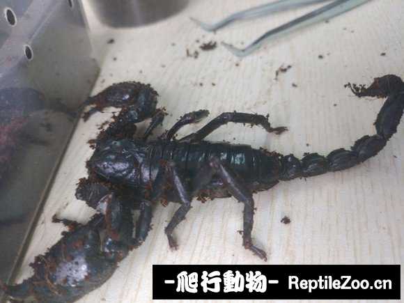 display_picture.php?url=http%3A%2F%2Fimgsa.baidu.com%2Fforum%2Fw%253D580%2Fsign%3D4a6e35cf5d66d0167e199e20a72ad498%2F312d805494eef01f499caec7effe9925bd317d4e.jpg