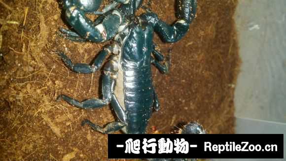 display_picture.php?url=http%3A%2F%2Fimgsa.baidu.com%2Fforum%2Fw%253D580%2Fsign%3Db6867c8661600c33f079dec02a4d5134%2Fc60b8e26cffc1e17576733a34090f603718de9ef.jpg