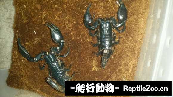 display_picture.php?url=http%3A%2F%2Fimgsa.baidu.com%2Fforum%2Fw%253D580%2Fsign%3D23e4c032fc03738dde4a0c2a831ab073%2F4cb5733e6709c93dea2ab165953df8dcd30054ee.jpg