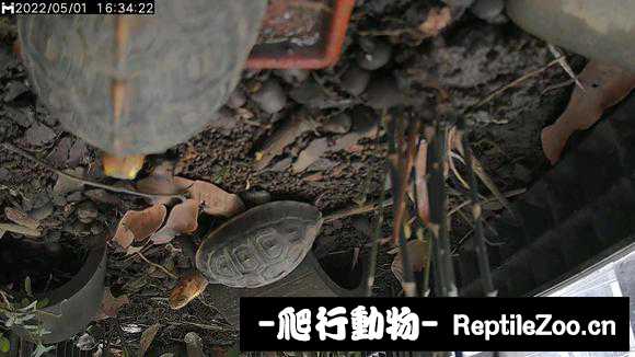 001442jt1ntc3eilptcej4.jpg