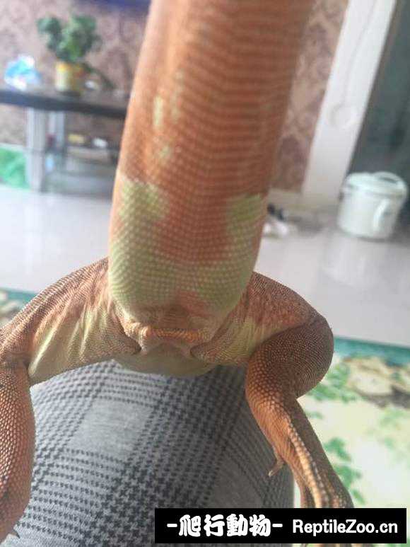 002312vuuaukgswg69k8f8.jpg