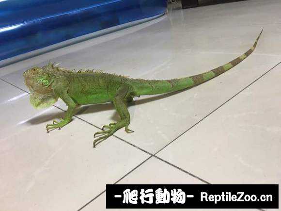 002321vqqyl11c1emgsctg.jpg
