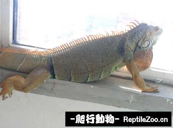 002340zoo4w4itc0es2o0g.jpg