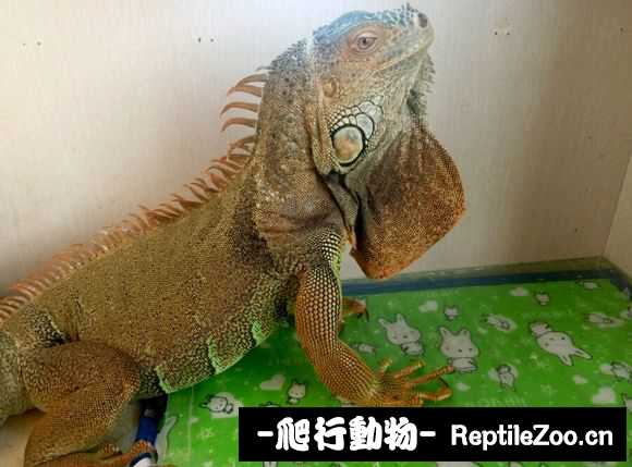 002341mkd1cwb5jtxh37xt.jpg