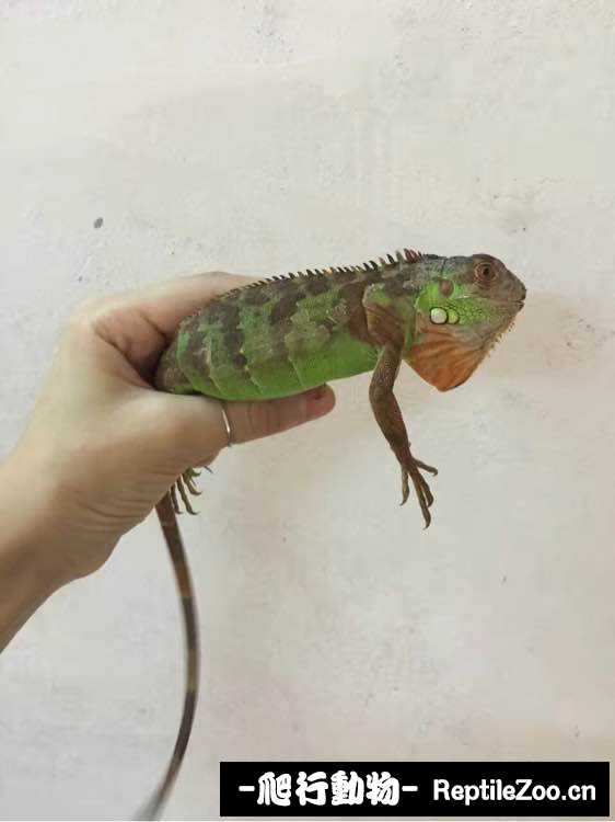 002402kbnnamxgnnyi58fz.jpg