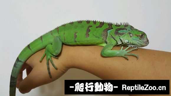 002405f65yjp65snpqdpzj.jpg