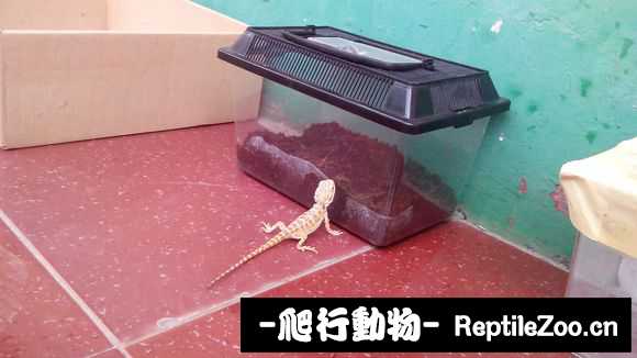 002508iqs5sdsqpepsphsy.jpg