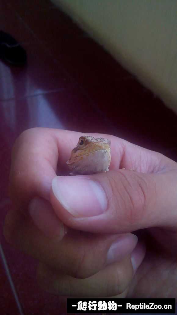 002511qa2aa558dz5nk6w5.jpg