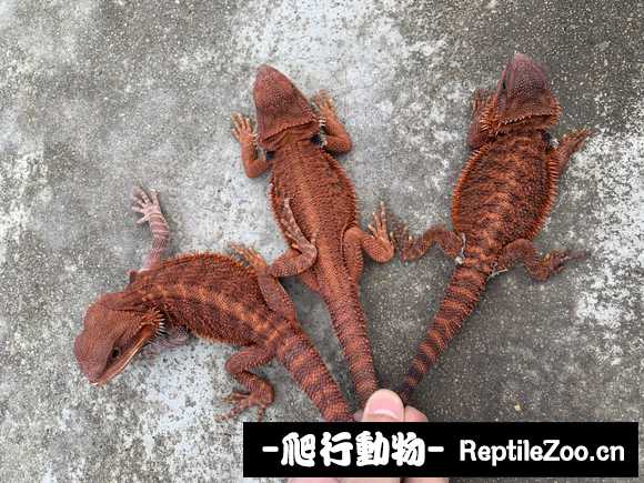 002544aiu8zp2tlkzo72td.jpg