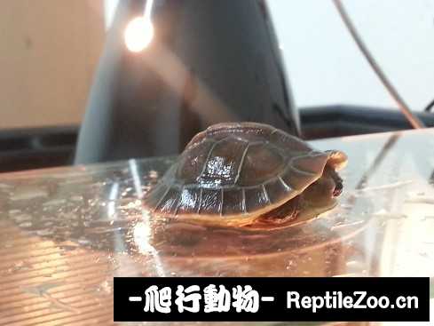 024522mrp99sswfrwl8ewe.jpg