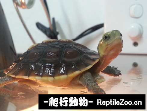 024522upeiqnrr2sbptc42.jpg