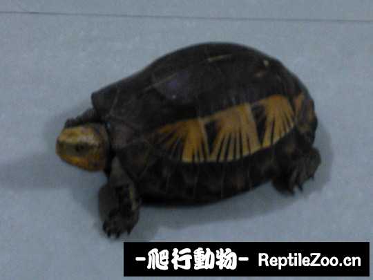 030611cam8abmpnmmrmrtb.jpg