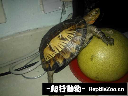 030614e5oxokxhrh7hnhky.jpg