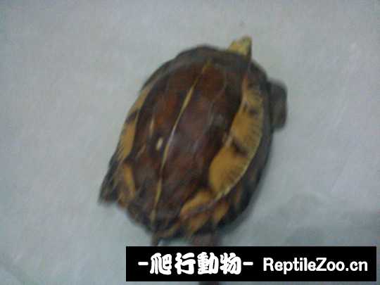 030617n1c9eqpvtk1jtpez.jpg