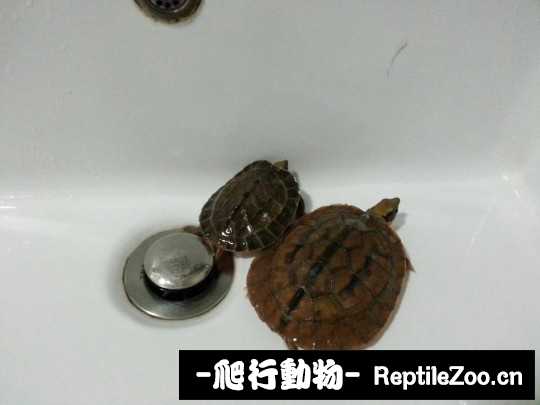 035141oy9sh5xqsegumfsd.jpg