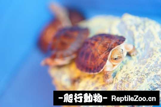 093509trwnn89ppr95plc9.jpg