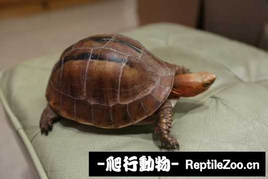 094746f720dcss28m0bn2z.jpg