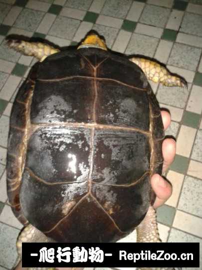 095032dg8s4o08t44louuu.jpg
