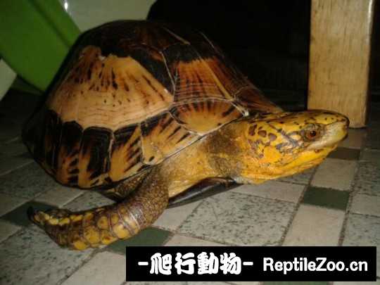 095033zcbdrm1zoy9dtraf.jpg